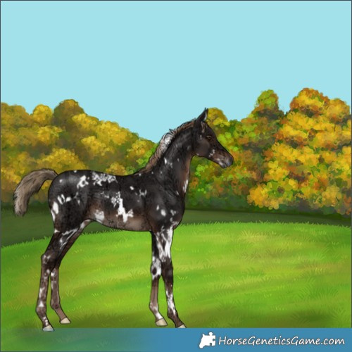 Horse Color:White Spotted Liver Chestnut Ice 