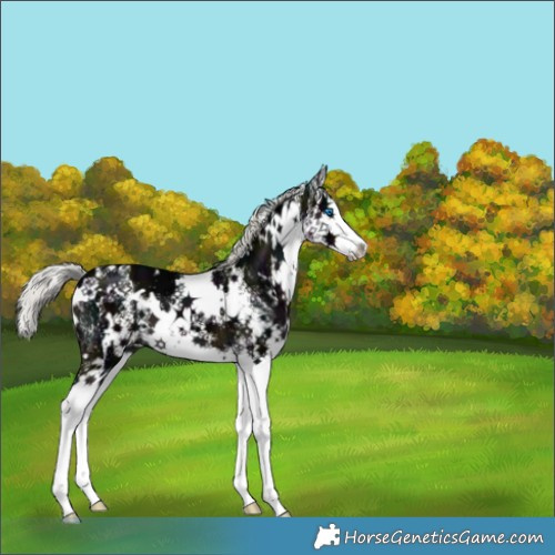 Horse Color:White Spotted Midnight Liver Chestnut Ice Mushroom Splash 