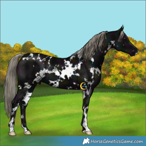 Horse Color:White Spotted Midnight Liver Chestnut Mushroom 