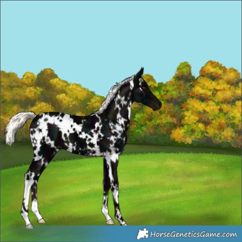 Horse Color:White Spotted Midnight Liver Chestnut Ice Mushroom 