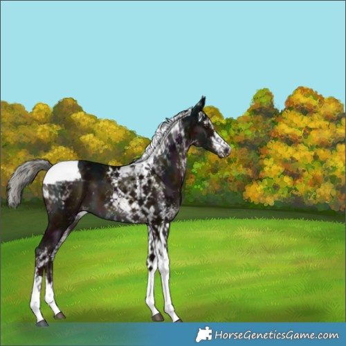 Horse Color:White Spotted Midnight Liver Chestnut Mushroom Tobiano 