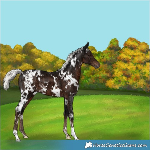 Horse Color:White Spotted Liver Chestnut Ice Mushroom 