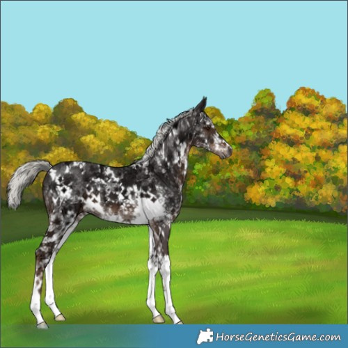 Horse Color:White Spotted Liver Chestnut Ice Mushroom 
