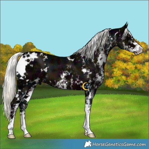 Horse Color:White Spotted Midnight Liver Chestnut Ice Mushroom 