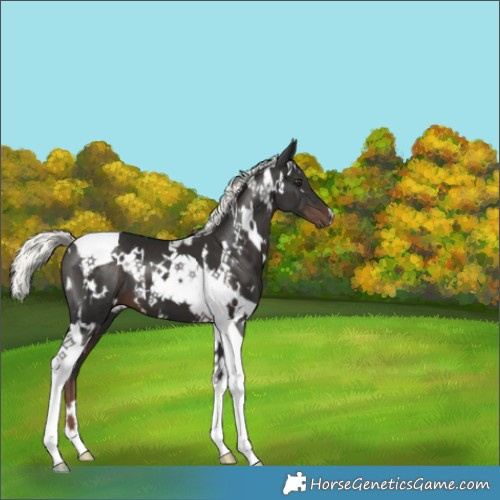 Horse Color:White Spotted Liver Chestnut Mushroom Tobiano 