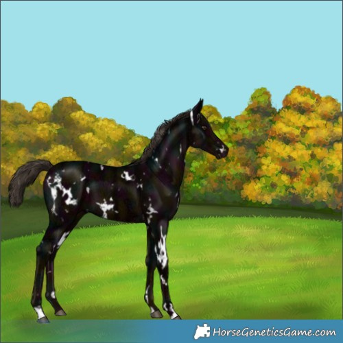 Horse Color:White Spotted Midnight Liver Chestnut Ice 