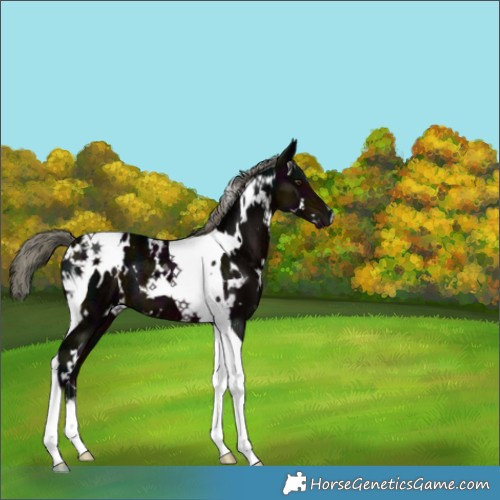 Horse Color:White Spotted Midnight Liver Chestnut Ice Mushroom Tobiano 