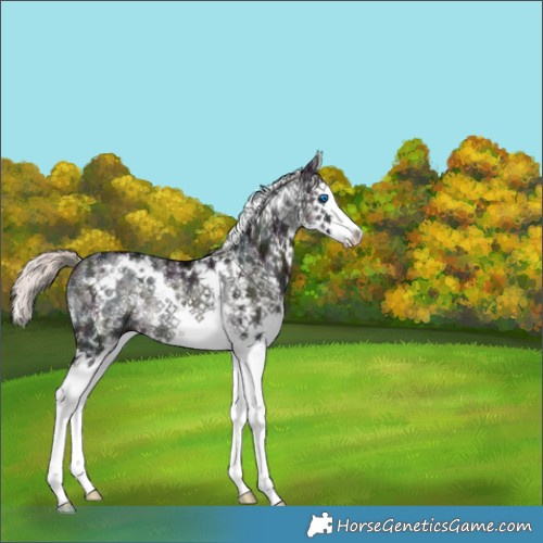 Horse Color:White Spotted Midnight Liver Chestnut Ice Mushroom Splash Rabicano 