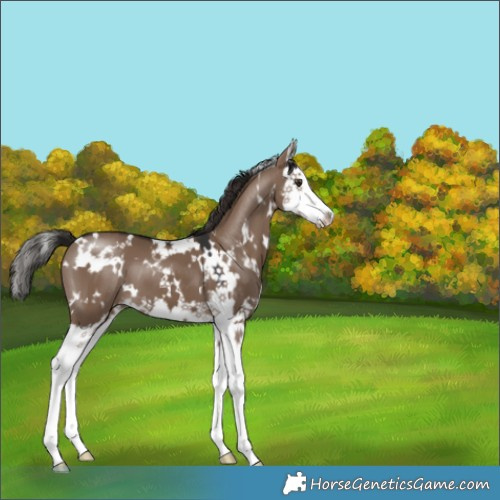 Horse Color:White Spotted Liver Red Dun Splash 