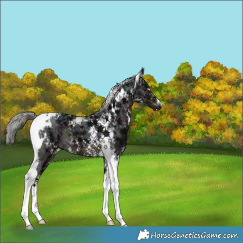 Horse Color:Midnight Liver Chestnut Mushroom Sabino Tobiano 