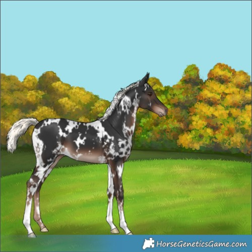 Horse Color:White Spotted Liver Chestnut Mushroom 