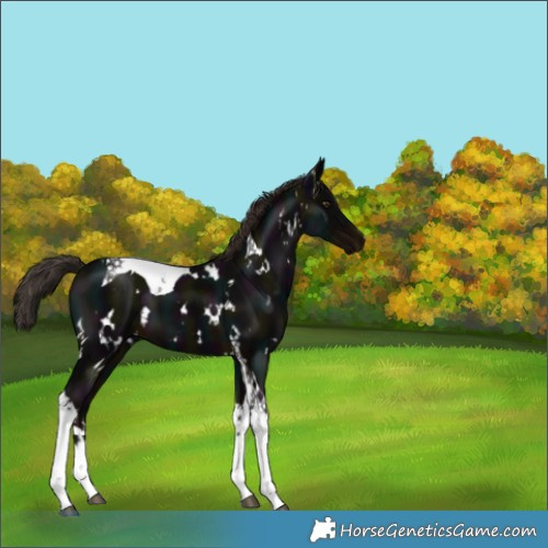Horse Color:White Spotted Midnight Liver Chestnut Tobiano 