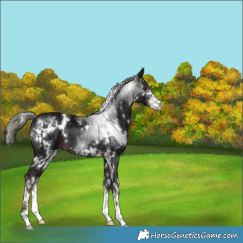Horse Color:White Spotted Liver Chestnut Ice Mushroom 