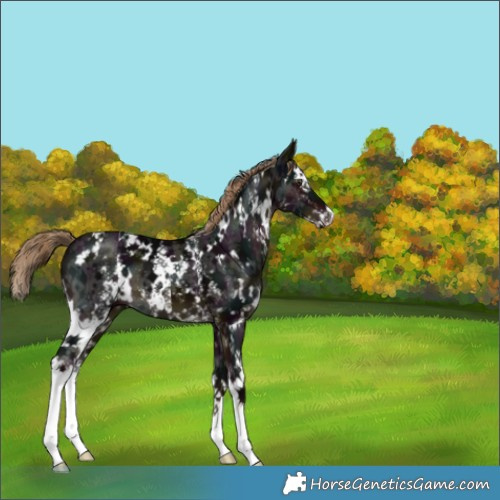 Horse Color:White Spotted Midnight Liver Chestnut Sabino Splash 