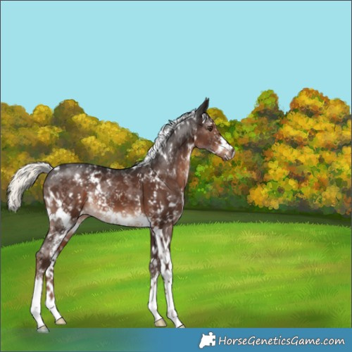 Horse Color:White Spotted Liver Chestnut Mushroom Sabino 