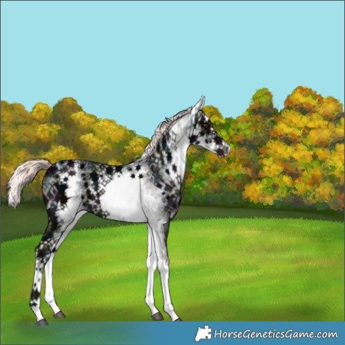 Horse Color:White Spotted Midnight Liver Chestnut Ice Mushroom Splash 