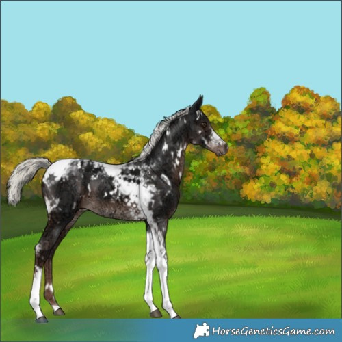 Horse Color:White Spotted Liver Chestnut Ice Mushroom Tobiano 