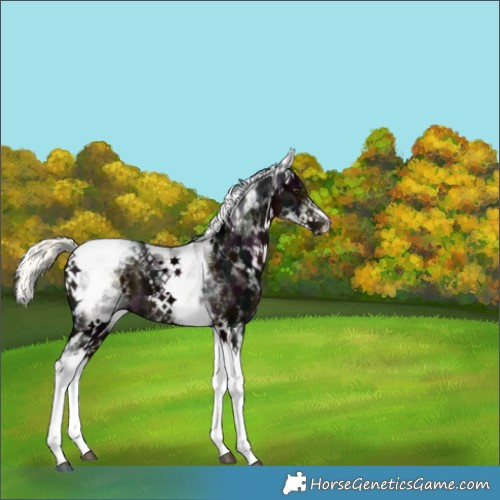 Horse Color:White Spotted Midnight Liver Chestnut Ice Mushroom Tobiano 
