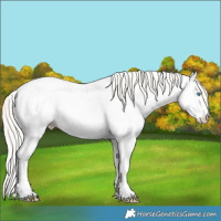 Horse Color:Cremello Sabino Appaloosa 