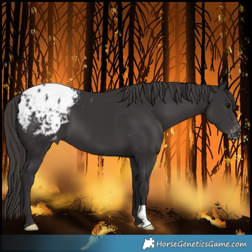 Horse Color:Smoky Black Blanket 