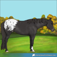 Horse Color:Smoky Black Blanket