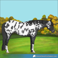 Horse Color:Black Appaloosa Rabicano 