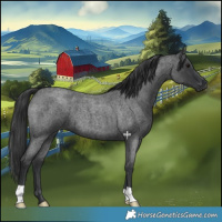 Horse Color:Blue Roan 
