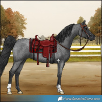 Horse Color:Blue Roan 