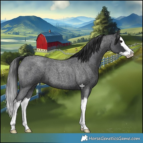 Horse Color:Blue Roan Splash 