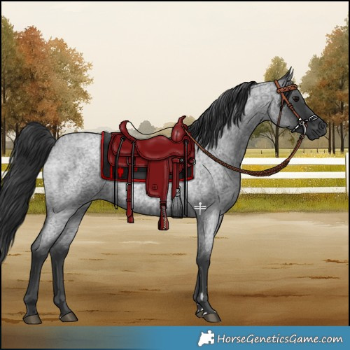 Horse Color:Blue Roan 