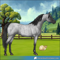 Horse Color:Blue Roan 