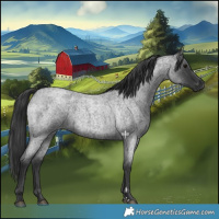 Horse Color:Blue Roan 