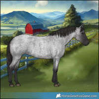 Horse Color:Smoky Blue Roan 