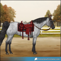 Horse Color:Smoky Blue Roan 