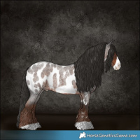 Horse Color:Liver Red Roan Frame Appaloosa 