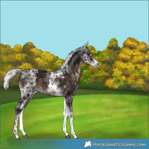 Horse Color:White Spotted Liver Chestnut Ice Mushroom Tobiano 