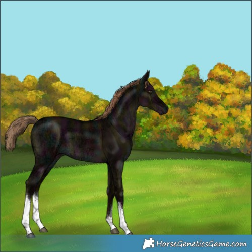 Horse Color:White Spotted Midnight Liver Red Dun Ice 