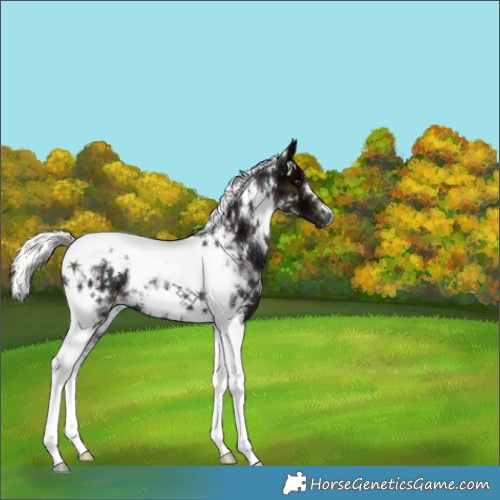 Horse Color:White Spotted Midnight Liver Chestnut Ice Mushroom Tobiano 