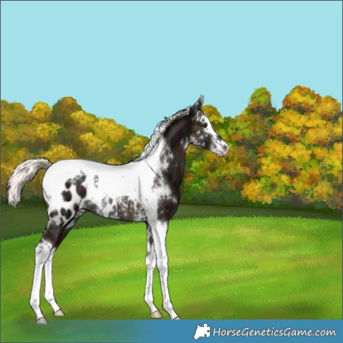 Horse Color:Midnight Liver Chestnut Mushroom Splash Tobiano Appaloosa 