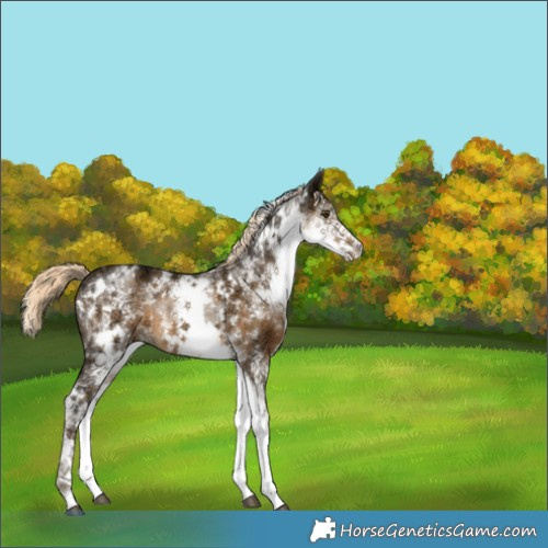 Horse Color:White Spotted Chocolate Palomino Ice Mushroom Rabicano 