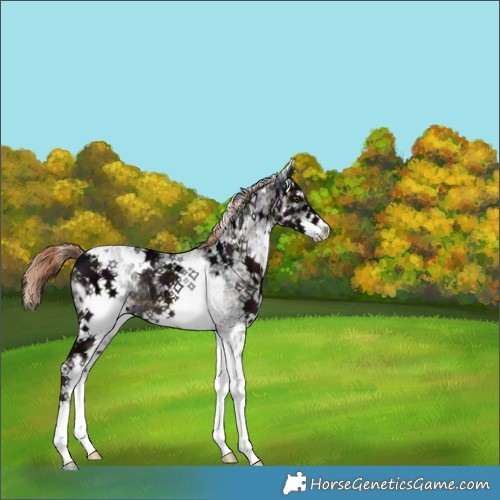 Horse Color:White Spotted Midnight Liver Chestnut Ice Rabicano 