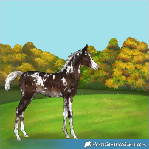 Horse Color:White Spotted Liver Chestnut Ice Mushroom 