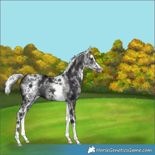 Horse Color:Platinum White Spotted Midnight Liver Red Dun Ice Mushroom Splash 