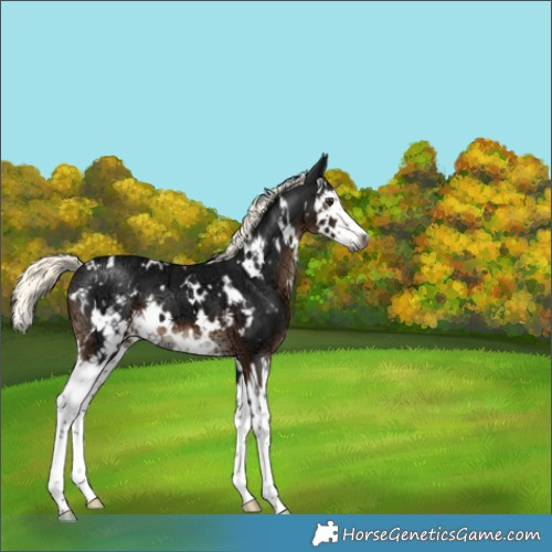 Horse Color:Gray White Spotted Liver Chestnut Ice Mushroom Splash 