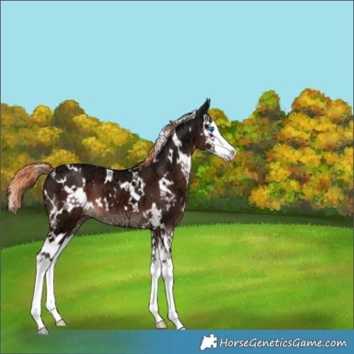 Horse Color:White Spotted Liver Chestnut Ice Splash 