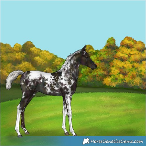 Horse Color:White Spotted Midnight Liver Red Dun Mushroom Tobiano 