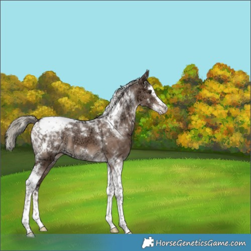 Horse Color:White Spotted Liver Red Dun Ice Mushroom Splash Tobiano Brindle 
