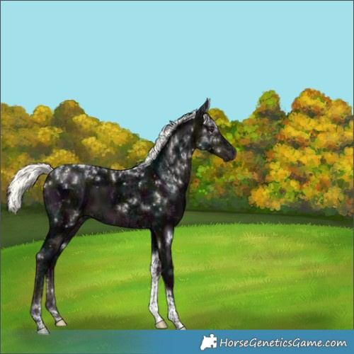 Horse Color:Midnight Liver Chestnut Ice Mushroom Tobiano 