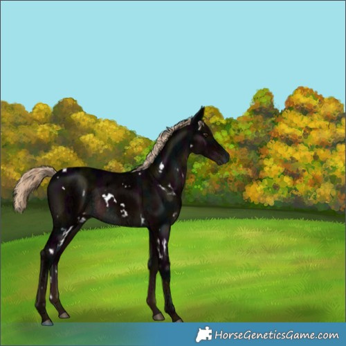 Horse Color:Gray White Spotted Midnight Liver Chestnut Ice Mushroom Rabicano 