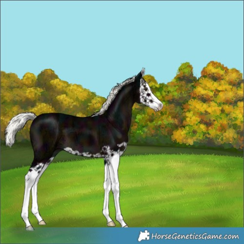 Horse Color:Midnight Liver Chestnut Ice Mushroom Splash 